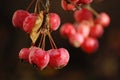 A bunch of ripe red crab apples Royalty Free Stock Photo