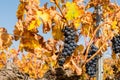 Bunch of ripe red grapes hanging from a vine in a vineyard. Royalty Free Stock Photo