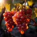 Bunch of ripe red grapes in vineyard at sunset, close up