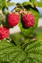 Bunch of ripe red raspberries Royalty Free Stock Photo