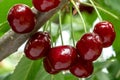 Bunch of ripe red sweet cherries on a branch. Royalty Free Stock Photo