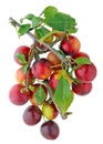 A bunch of ripe red Tkemali plums hang on a branch
