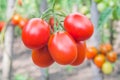 Bunch of ripe red tomatoes closeup on vegetable garden background Royalty Free Stock Photo