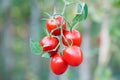 Bunch of ripe red tomatoes closeup on vegetable garden background Royalty Free Stock Photo