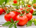 A bunch of ripe red tomatoes are hanging from a vine Royalty Free Stock Photo