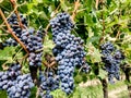 Bunch of ripe grapes for red wine making growing on vines at Italian vineyard Royalty Free Stock Photo