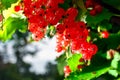 The bunch of ripe redcurrant Royalty Free Stock Photo