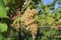 Bunch of ripe Ribolla Gialla grape hanging on vine Royalty Free Stock Photo