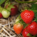 Bunch of ripe, ripening, and unripe strawberries