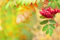 Bunch of ripe rowan in autumn. Rowan berries close-up on blurred background with bokeh Royalty Free Stock Photo