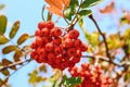 A bunch of ripe rowan berries in the fall. Yellow, green, orange autumn leaves of mountain ash against a blue sky. Selective focus Royalty Free Stock Photo