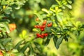 Bunch of ripe rowanberry fruit on rowan tree with green leaves.