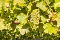 ripe Sauvignon Blanc grapes on the vine at harvest time Royalty Free Stock Photo