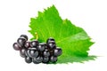 Bunch of ripe seedless black grapes with green leaf isolated on white background Royalty Free Stock Photo