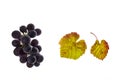 Bunch of ripe Shiraz grapes and leaves isolated on white background