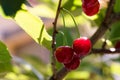 Bunch of ripe sour cherries hanging on a tree Royalty Free Stock Photo