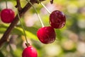 Bunch of ripe sour cherries hanging on a tree Royalty Free Stock Photo