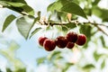 Ripe sour cherries hanging on a tree branch against sky background Royalty Free Stock Photo