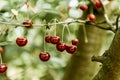 Ripe sour cherries hanging on a tree branch, cherry tree in orchard Royalty Free Stock Photo