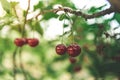 Ripe sour cherries hanging on a tree branch, cherry tree in orchard Royalty Free Stock Photo