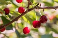 Bunch of ripe sour cherries hanging on a tree Royalty Free Stock Photo