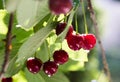 Bunch of ripe sour cherries hanging on a tree Royalty Free Stock Photo