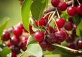 Bunch of ripe sour cherries hanging on a tree