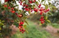 Bunch of ripe sour cherries hanging on a tree Royalty Free Stock Photo