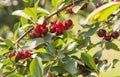 Bunch of ripe sour cherries hanging on a tree