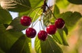 Bunch of ripe sour cherries hanging on a tree