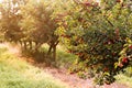 Bunch of ripe sour cherries hanging on a tree Royalty Free Stock Photo