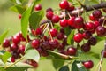 Bunch of ripe sour cherries hanging on a tree Royalty Free Stock Photo