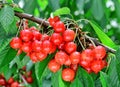 A bunch of ripe sweet cherry on a cherry tree branch after rain Royalty Free Stock Photo