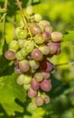 A bunch of ripe sweet table grapes hanging on a vine illuminated by the bright rays of the sun vineyard Royalty Free Stock Photo