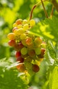 A bunch of ripe sweet table grapes hanging on a vine illuminated by the bright rays of the sun vineyard Royalty Free Stock Photo