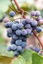 A bunch of ripe table red grapes hangs on the vine, waiting to be ripped off Royalty Free Stock Photo