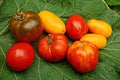 Red and yellow ripe tomatoes on a green leaf Royalty Free Stock Photo