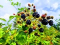 Bunch of ripe and unripe blackberries on the bush
