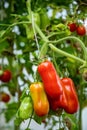 Bunch of ripe and unripe red and green oblong tomatoes in a greenhouse Royalty Free Stock Photo