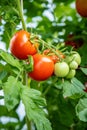 Bunch of ripe and unripe red and green tomatoes in a greenhouse Royalty Free Stock Photo