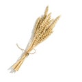 Bunch of ripe wheat ears close up isolated on white background. Sheaf of wheat ears Royalty Free Stock Photo