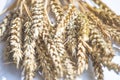 Bunch of ripe wheat\'s ears