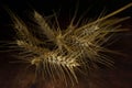 A bunch of ripe wheat stems, with wheat ears, spikelets, awns and grains Royalty Free Stock Photo