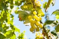 Bunch of ripe white grapes on vine Royalty Free Stock Photo