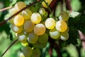 Bunch of ripe white grapes on vineyard Royalty Free Stock Photo