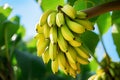 Bunch of ripe yellow bananas growing on palm tree in tropical climate Royalty Free Stock Photo