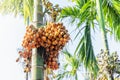 Bunch of ripe yellow betel nut fruits hanging from the palm tree Royalty Free Stock Photo