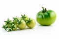 Bunch of Ripe Yellow and Green Tomatoes Isolated Royalty Free Stock Photo