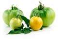 Bunch of Ripe Yellow Tomatoes with Leaves Isolated Royalty Free Stock Photo