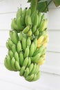 Bunch ripening bananas on tree